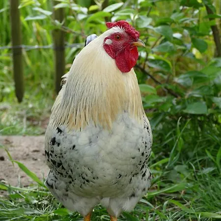Gastenverblijf De Rozenkamp Epe